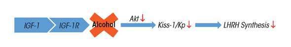 Graphic showing blocking of the IGF-1 induction of KiSS-1 in the AVPV nucleus by inhibiting IGF-1 receptor (IGF-1R)-induced phosphorylation of Akt, which leads to suppressed Kp and, subsequently, suppression of LHRH synthesis.