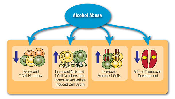 Alcohol abuse affects both the number and function of T cells