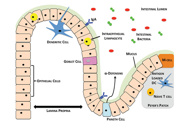 Overview of the intestinal barrier, immune cells, and microbiome.