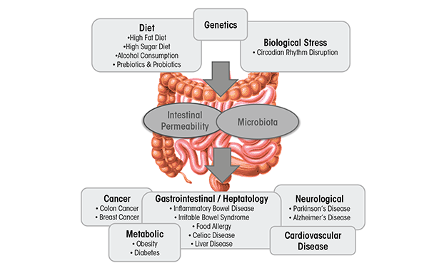 Disruption of intestinal microbiota homeostasis (dysbiosis) has been associated with these diseases
