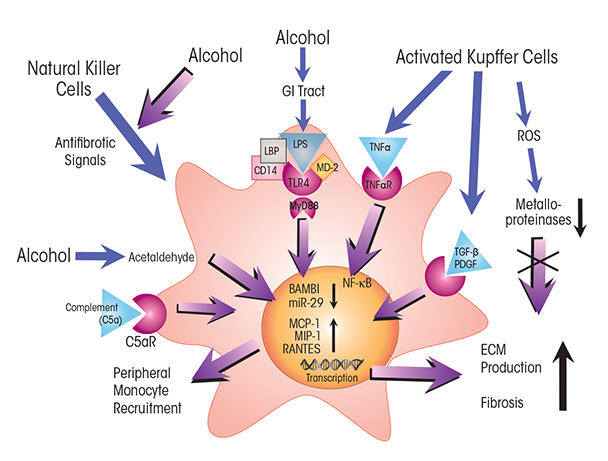 Alcohol’s effects on fibrogenic pathways in hepatic stellate cells (HSCs).