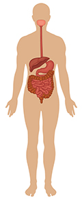 Illustration of Gastrointestinal tract, liver, and pancreas.
