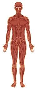 Illustration of Musculoskeletal System