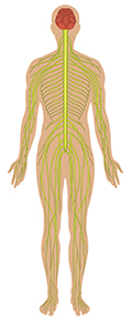 Illustration of Nervous system.
