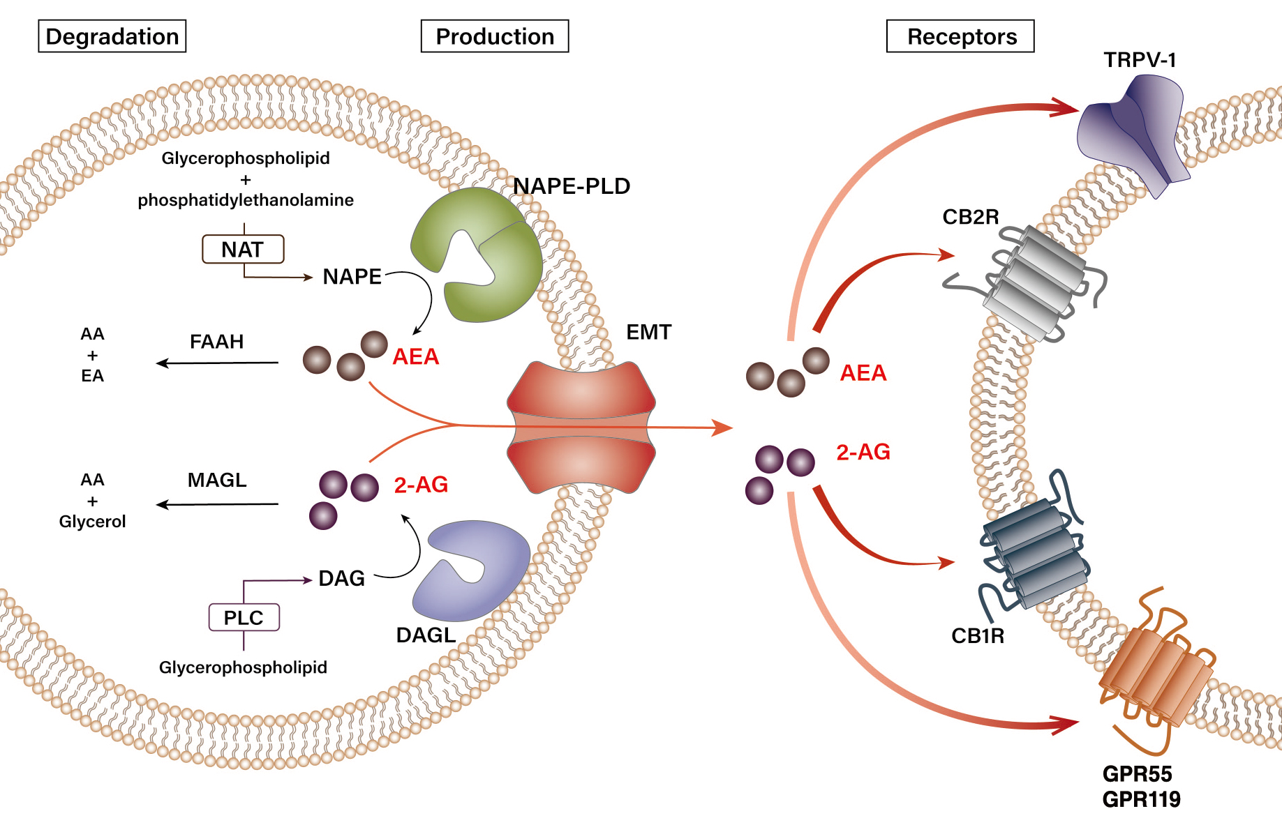 Biosynthesis and degradation pathways of endocannabinoids. 