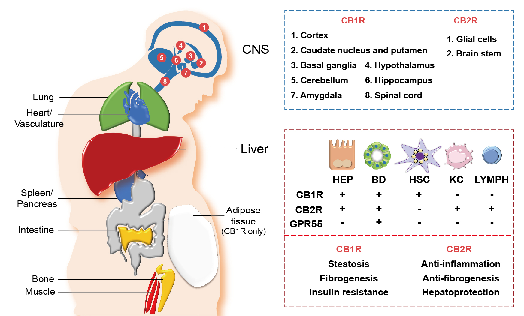 Distribution of cannabinoid receptors in various organs and hepatic cells.