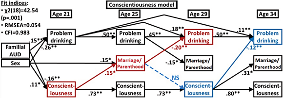 Graphic showing An integrative model of family-role and personality effects on young adult maturing out of problem drinking, showing results of a cross-lagged panel model of marriage and parenthood, conscientiousness, and problem drinking across four longitudinal time points. Results of cross-lag models showed some prospective effects of personality on problem drinking, with higher conscientiousness at age 29 predicting lower problem drinking at age 34. Family-role transitions mediated personality effects, with higher conscientiousness at age 21 predicting transitions into a family role by age 25, which in turn predicted lower problem drinking at age 29.
