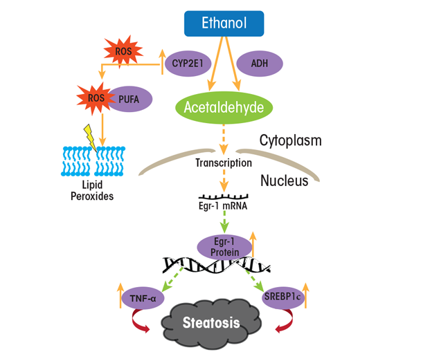Graphic showing Proposed mechanism by which ethanol oxidation regulates early growth response-1 (Egr-1) and sterol regulatory element binding protein-1c (SREBP-1c) to enhance lipogenesis. Alcohol dehydrogenase (ADH) and cytochrome P450 2E1 (CYP2E1) each catalyze ethanol oxidation, producing acetaldehyde. This aldehyde enhances Egr-1 gene transcription by activating the Egr-1 promoter, thereby increasing the levels of Egr-1 mRNA and, subsequently, nuclear Egr-1 protein. It is believed that nuclear Egr-1 protein regulates transcription of SREBP-1c and tumor necrosis factor (TNF) genes to initiate ethanol-induced lipogenesis and fatty liver (i.e., steatosis).