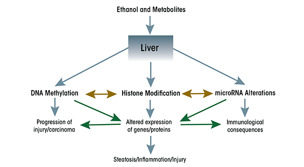 Ethanol and its metabolites modify epigenetic pathways in the liver.