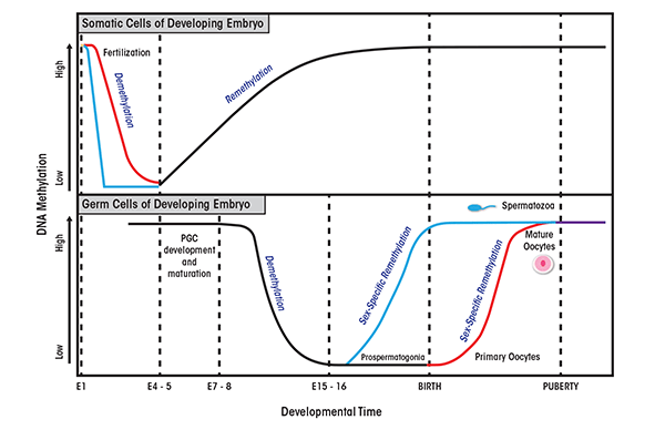 Reprogramming in mammalian development. Two waves of epigenetic reprogramming occur during embryo development. The first phase of reprogramming occurs in the normal body cells (i.e., somatic cells) of the developing embryo. In mice, following fertilization, the embryo undergoes genome-wide demethylation that is completed by embryonic day 5 (E5).